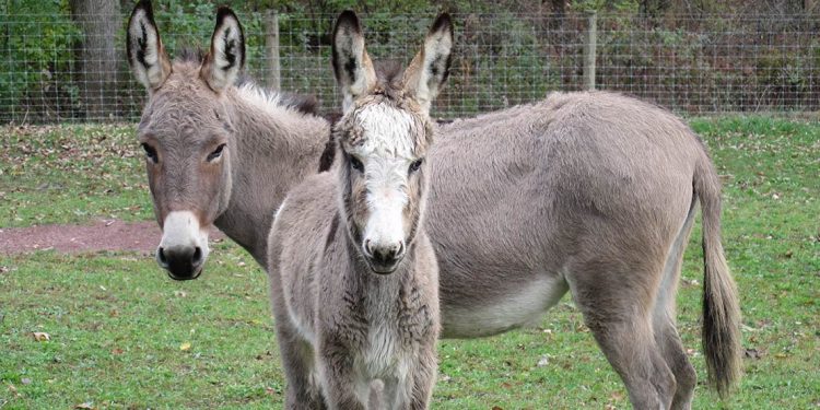 Two miniature donkeys