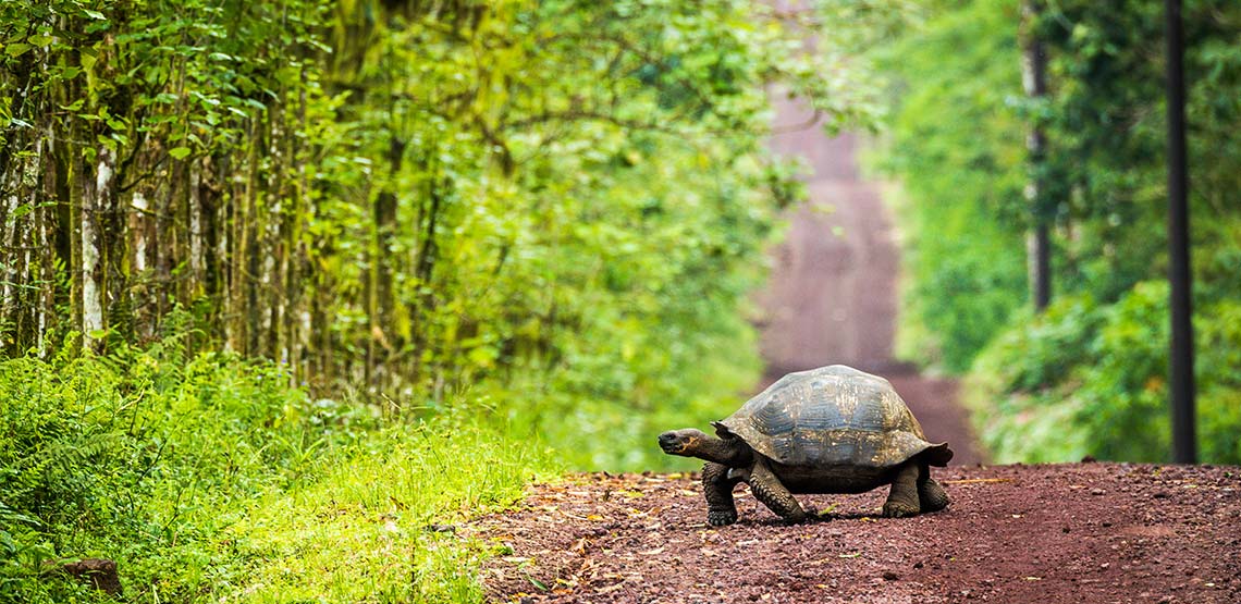 Giant tortoise walking across dirt path toward the woods.