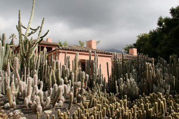 Cacti in a garden.