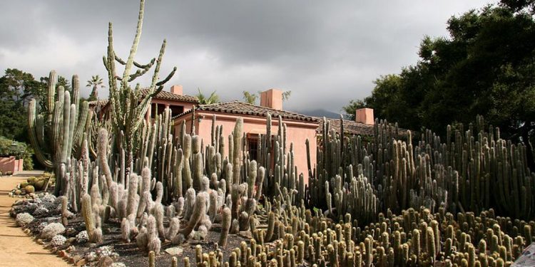 Cacti in a garden.