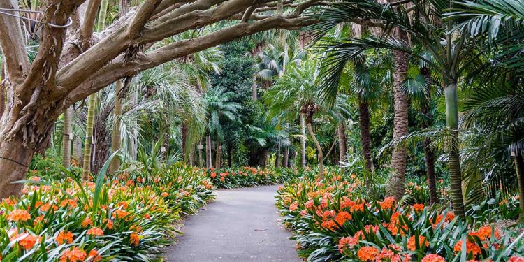 Paved walkway between orange flowers and tropical trees.