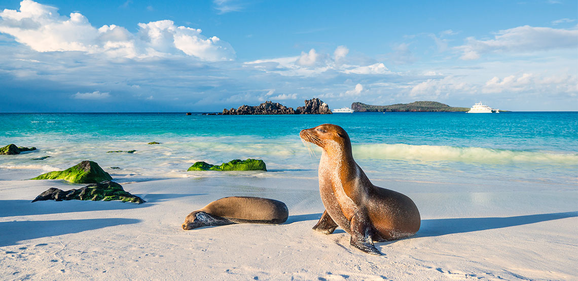 Two sea lions on the beach with ocean in the background. One is lying down and the other is propped up on his fins.
