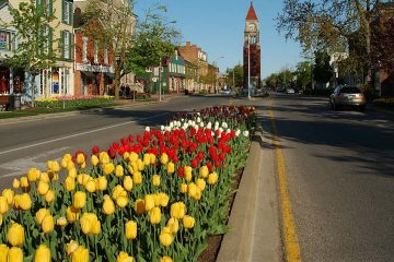 Tulips lining middle of street with historic buildings on either side and clock tower in the distance