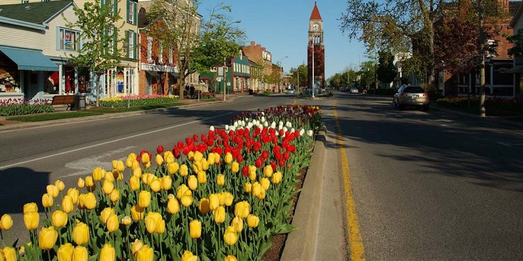 Tulips lining middle of street with historic buildings on either side and clock tower in the distance
