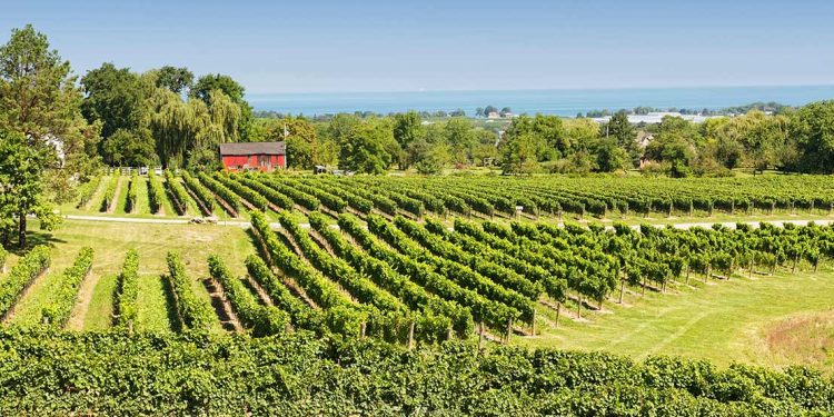 Vineyard in Niagara region