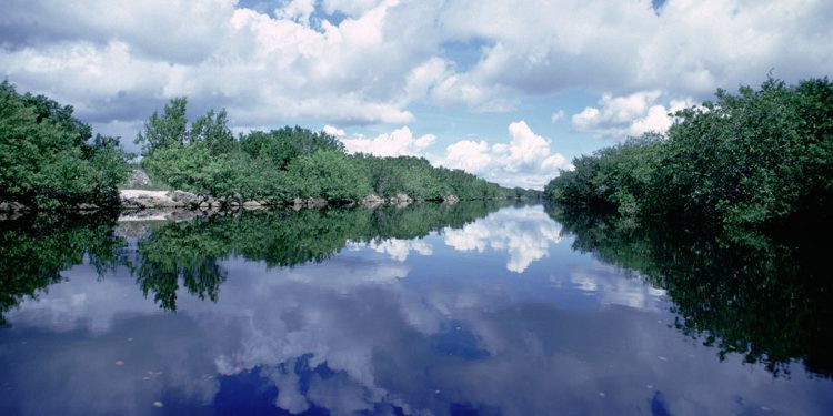 landscape of the Florida everglades