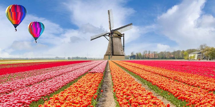 garden of vibrant flowers with windmill and hot air balloons in background