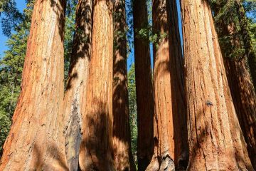 sequoia trees in Sequoia National Park