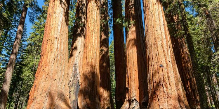 sequoia trees in Sequoia National Park