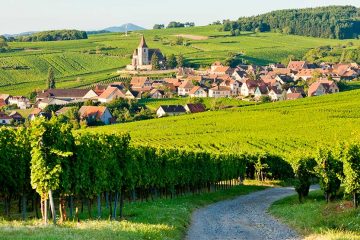 vineyards surround the town of Alsace in France
