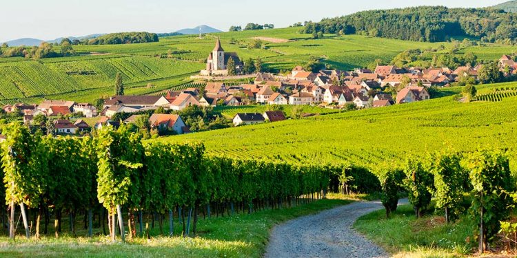 vineyards surround the town of Alsace in France