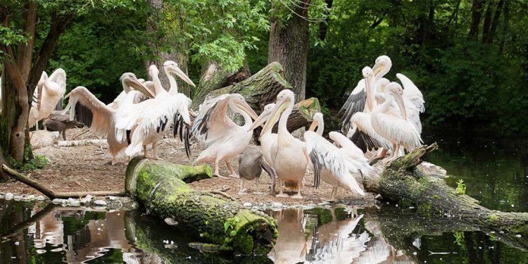 Egyptian white pelicans stand by the shoreline of Danube Delta