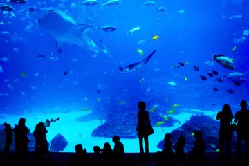 People stand in front of a large tank filled with ocean life at the Georgia Aquarium