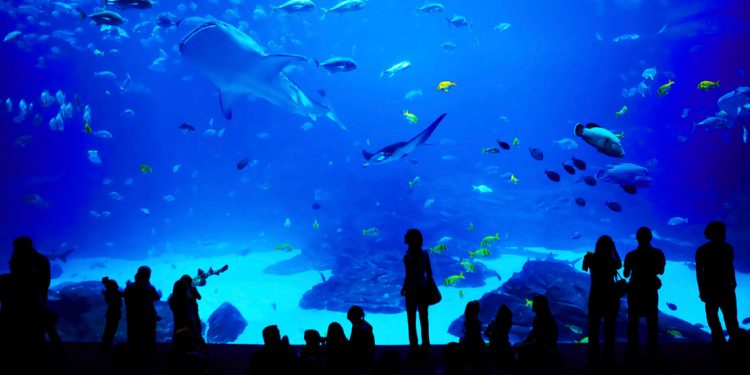 People stand in front of a large tank filled with ocean life at the Georgia Aquarium