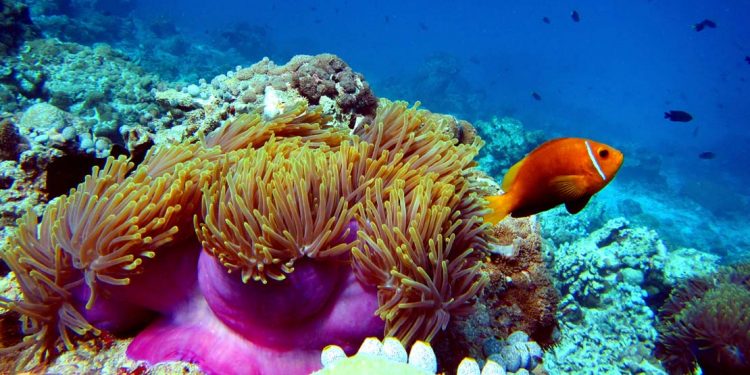 clown fish and anemone on reef