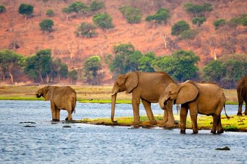 Elephants at watering hole.
