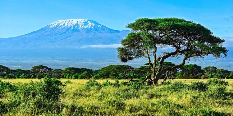 mount kilimanjaro with grassy savanna foreground