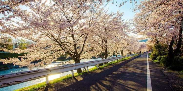 path along a river and cherry blossoms