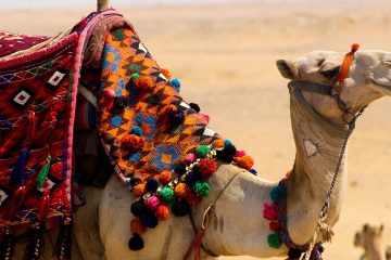 camel draped in colorful fabric and decorations