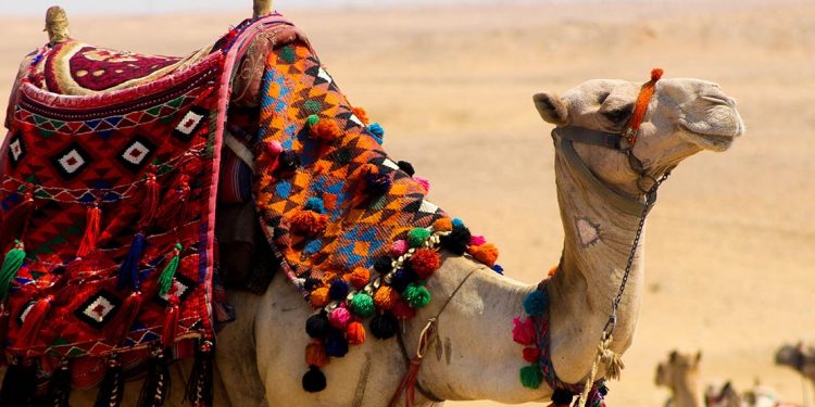 camel draped in colorful fabric and decorations