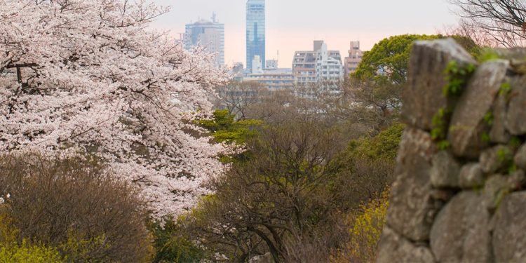 city skyline seen beyond cherry blossom trees and other foliage