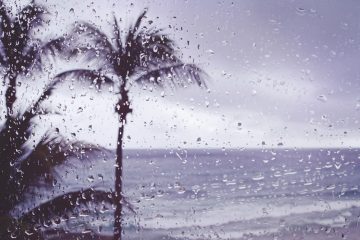 rain covered window with palm trees in the background