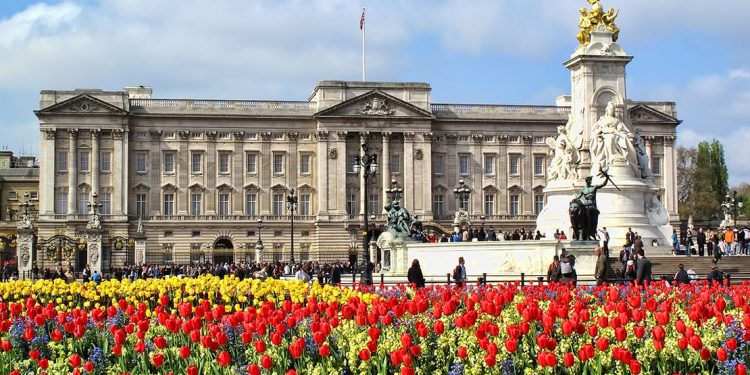 Tulips growing in front of Buckingham Palace