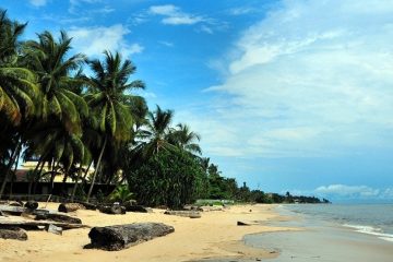 Palm trees along a sandy beach in Gabon on a sunny day