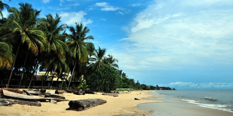 Palm trees along a sandy beach in Gabon on a sunny day