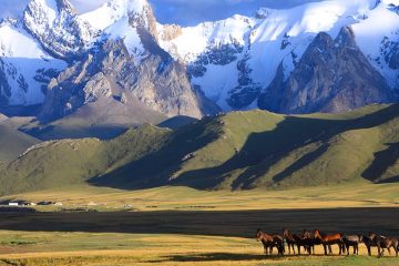 A group of horses stands on grassy plains with snow-topped mountains in the background