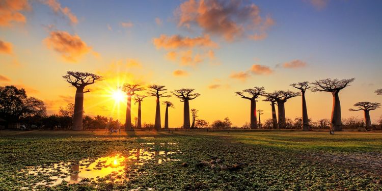 The sun sets behind enormous trees growing on wetlands in Madagascar