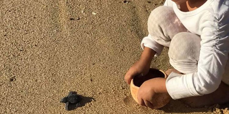 Child releases a baby sea turtle on the beach