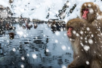 Two snow monkeys sit by a river as snow falls around them