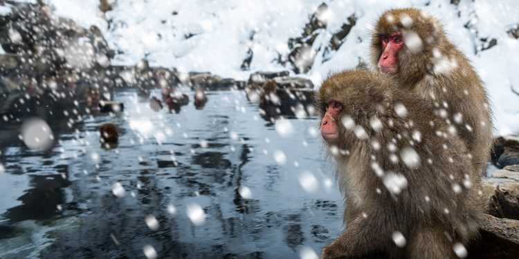 Two snow monkeys sit by a river as snow falls around them