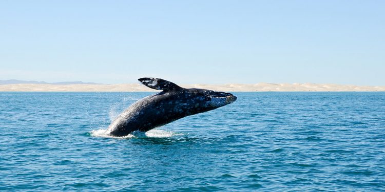 Breaching grey whale