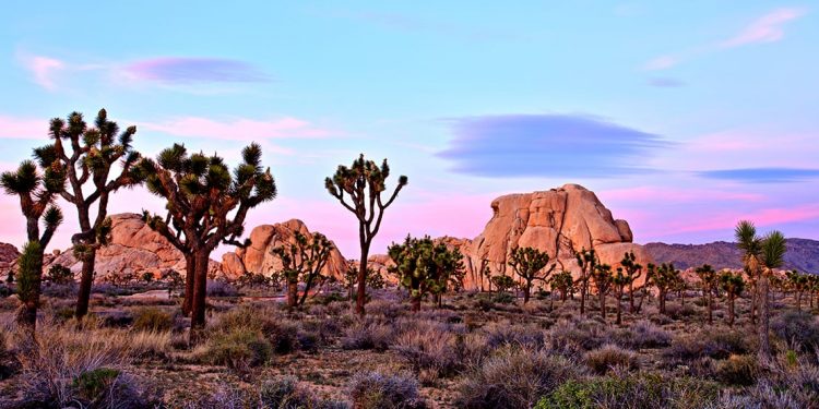 Trees and boulders under a blue and purple sky in the Mohave Desert