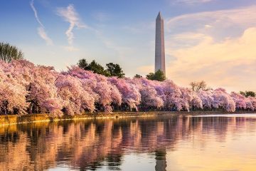 Cherry trees in bloom line the waterfront with the Washington Monument in the background