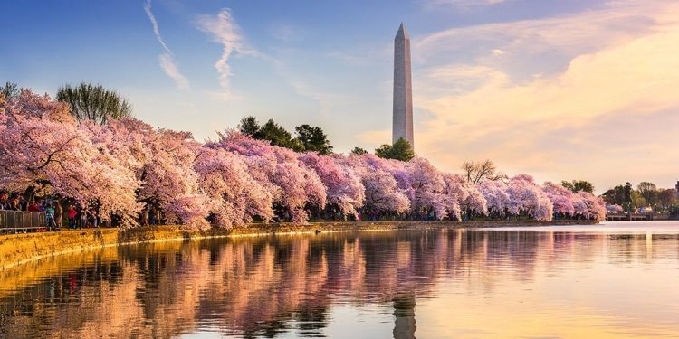 Cherry trees in bloom line the waterfront with the Washington Monument in the background