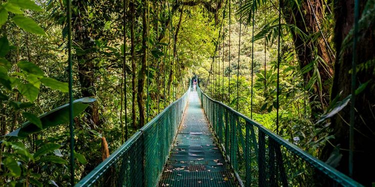 A long metal bridge contains continues into the distance with numerous jungle-like trees surrounding both sides