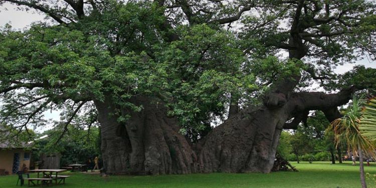 A humongous tree a size of a mansion is located in the middle of a park