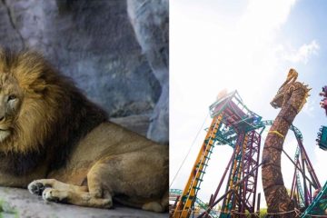 Left: A lion laying down. Right: An exciting roller coaster thrill ride.