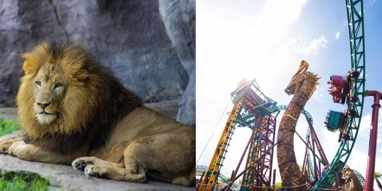 Left: A lion laying down. Right: An exciting roller coaster thrill ride.