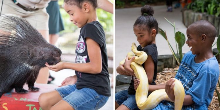 Left: A young child is feeding a porcupine with the help of a zookeeper. Right: Two young children hold a yellow snake while smiling