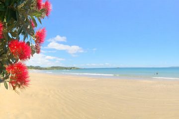 A red tropical flower appears in the left corner with a beautiful beach in the background