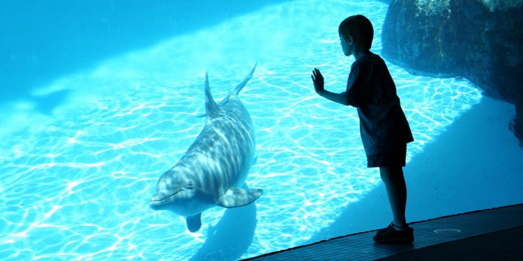 A child looking through glass at a passing by dolphin