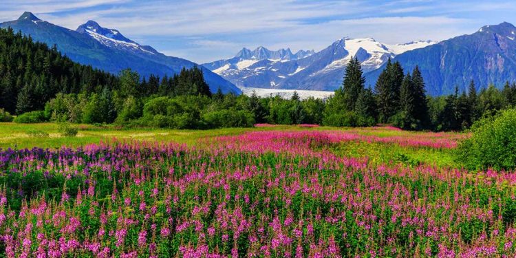 A meadow of flowers continues down to the mountains of Alaska