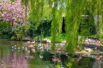 Pink flamingos and white birds in shallow lagoon with willow tree branches draping down and almost touching the water.
