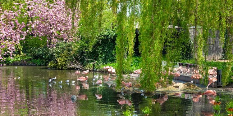 Pink flamingos and white birds in shallow lagoon with willow tree branches draping down and almost touching the water.