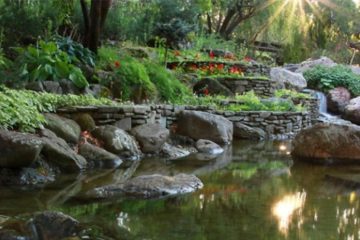 Numerous plants surround a small pond of water