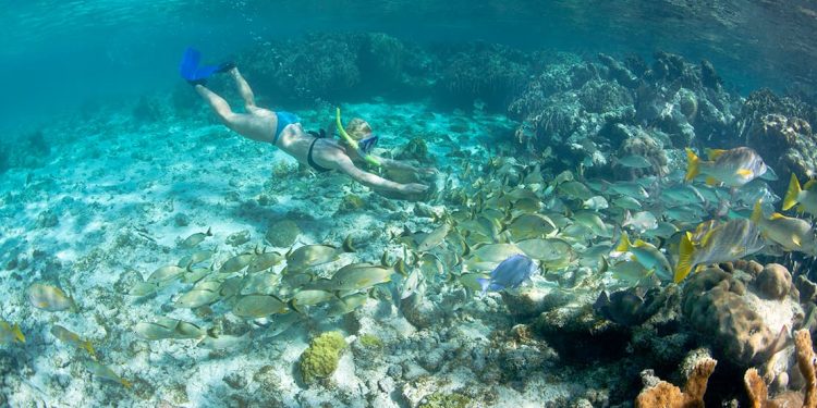 Woman in bikini with snorkel and mask swimming along ocean floor into a school of beige colored tropical fish.